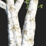 Birch trees collection vol 44