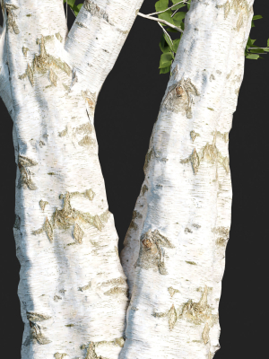 birch-trees-collection-vol-44-3d-model-203cdf248c