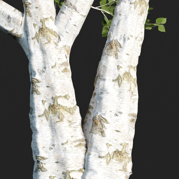 Birch trees collection vol 44