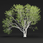 Birch trees collection vol 44