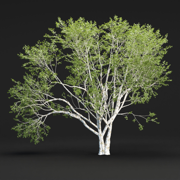 Birch trees collection vol 44