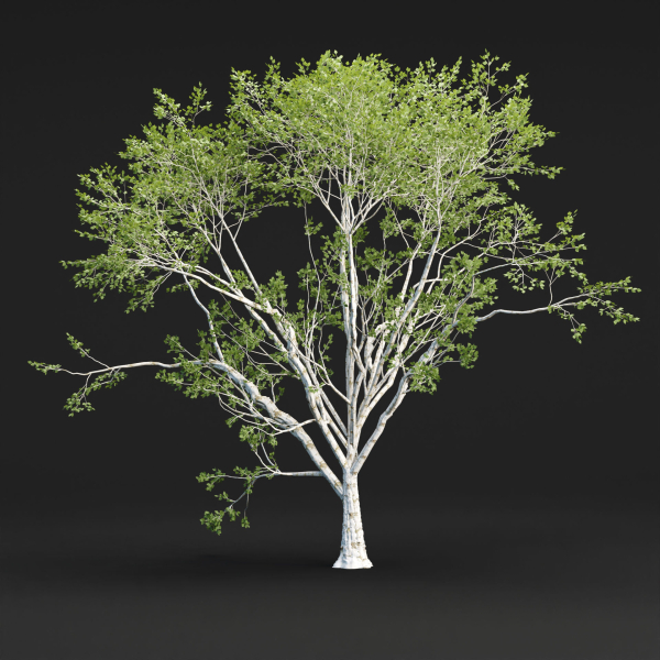 Birch trees collection vol 44