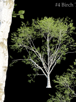 Birch trees collection vol 44