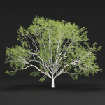 Birch trees collection vol 44