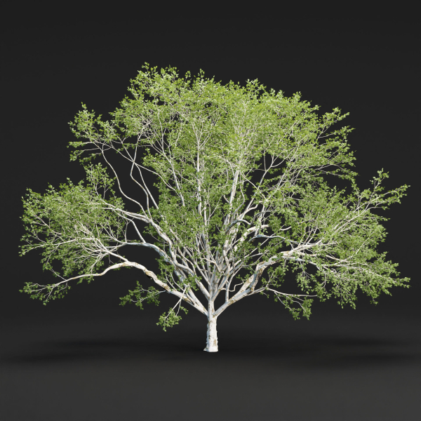 Birch trees collection vol 44