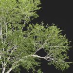 Birch trees collection vol 44