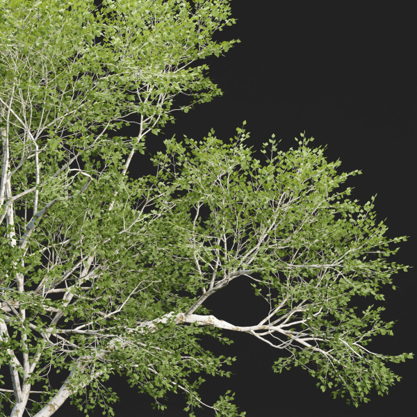 Birch trees collection vol 44