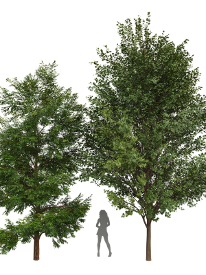 Black Locust Blossom Tree Canadian Poplar001