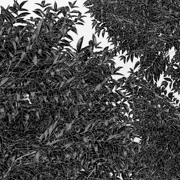 Black Locust Blossom Tree Canadian Poplar001