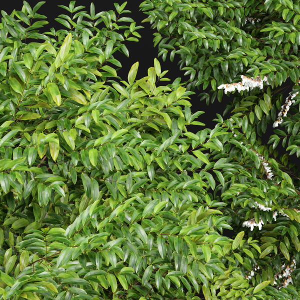 Black Locust Blossom Tree Canadian Poplar001