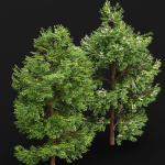 Black Locust Blossom Tree Canadian Poplar001