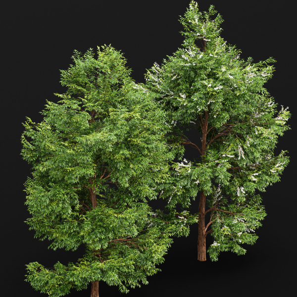 Black Locust Blossom Tree Canadian Poplar001