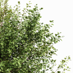 Black Locust Blossom Tree Canadian Poplar001