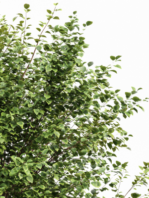black-locust-blossom-tree-canadian-poplar001-3d-model-b45b33cdf8