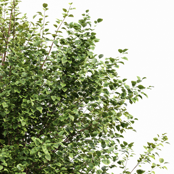 Black Locust Blossom Tree Canadian Poplar001