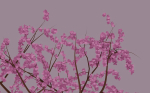 Blossom Tree