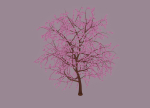 Blossom Tree