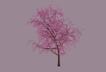 Blossom Tree