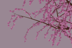 Blossom Tree