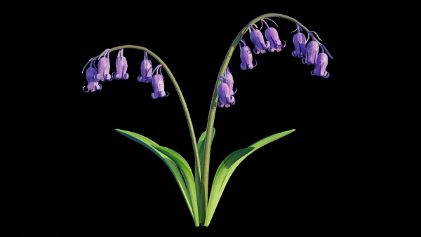 Blue Bell flower