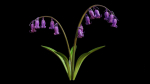 Blue Bell flower