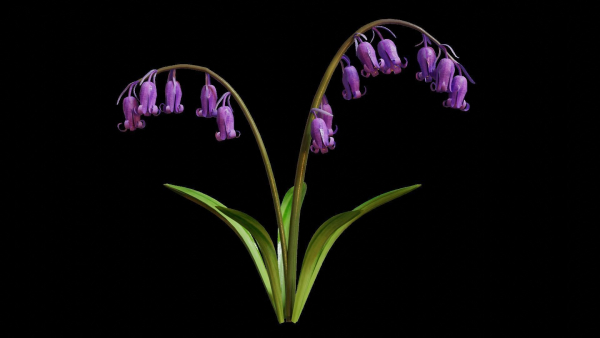 Blue Bell flower