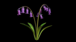 Blue Bell flower