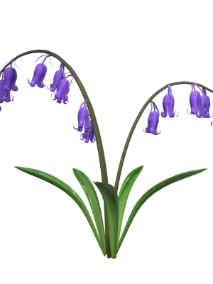 Blue Bell flower