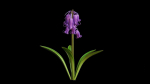 Blue Bell flower