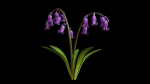 Blue Bell flower