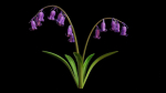 Blue Bell flower