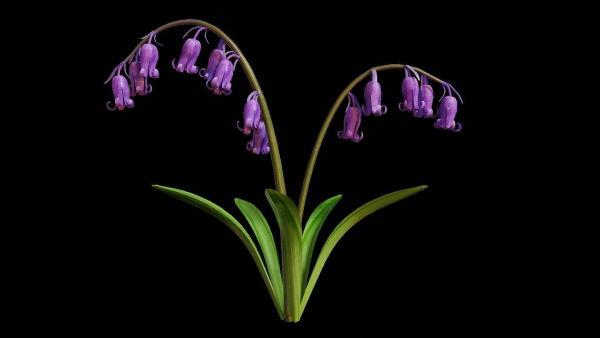 Blue Bell flower
