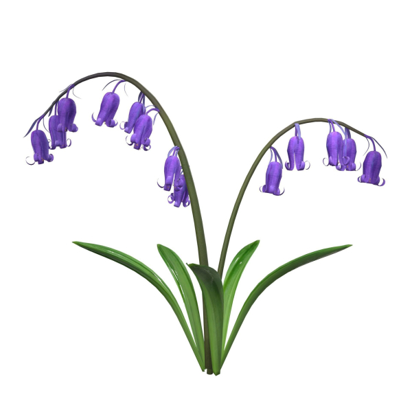 Blue Bell flower