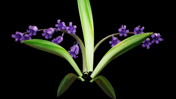 Blue Bell flower