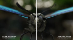 Blue Morpho Butterfly