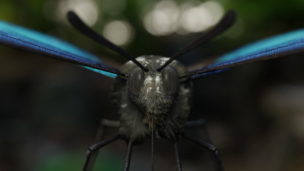 Blue Morpho Butterfly