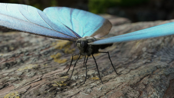 Blue Morpho Butterfly