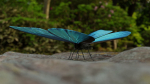 Blue Morpho Butterfly