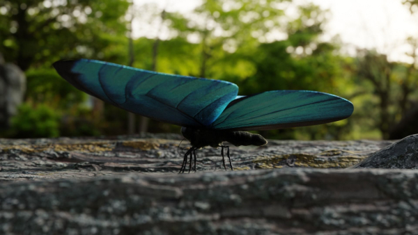Blue Morpho Butterfly