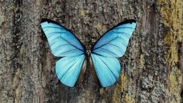 Blue Morpho Butterfly