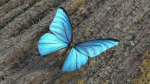 Blue Morpho Butterfly