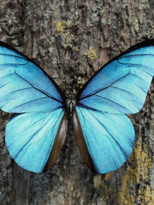 Blue Morpho Butterfly