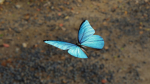 Blue Morpho Butterfly