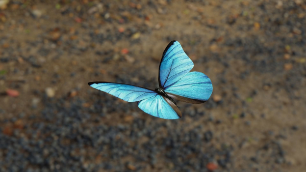 Blue Morpho Butterfly
