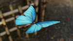 Blue Morpho Butterfly