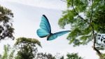 Blue Morpho Butterfly
