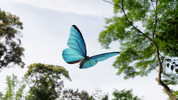 Blue Morpho Butterfly