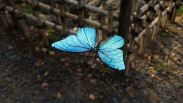 Blue Morpho Butterfly
