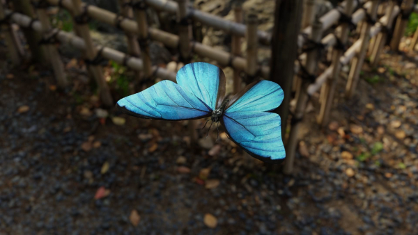 Blue Morpho Butterfly