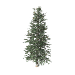 Blue Spruce tree